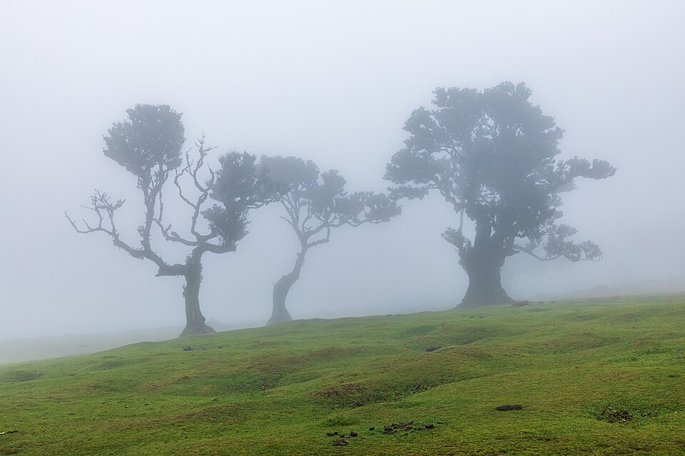 Misty forest evoking a forgotten village