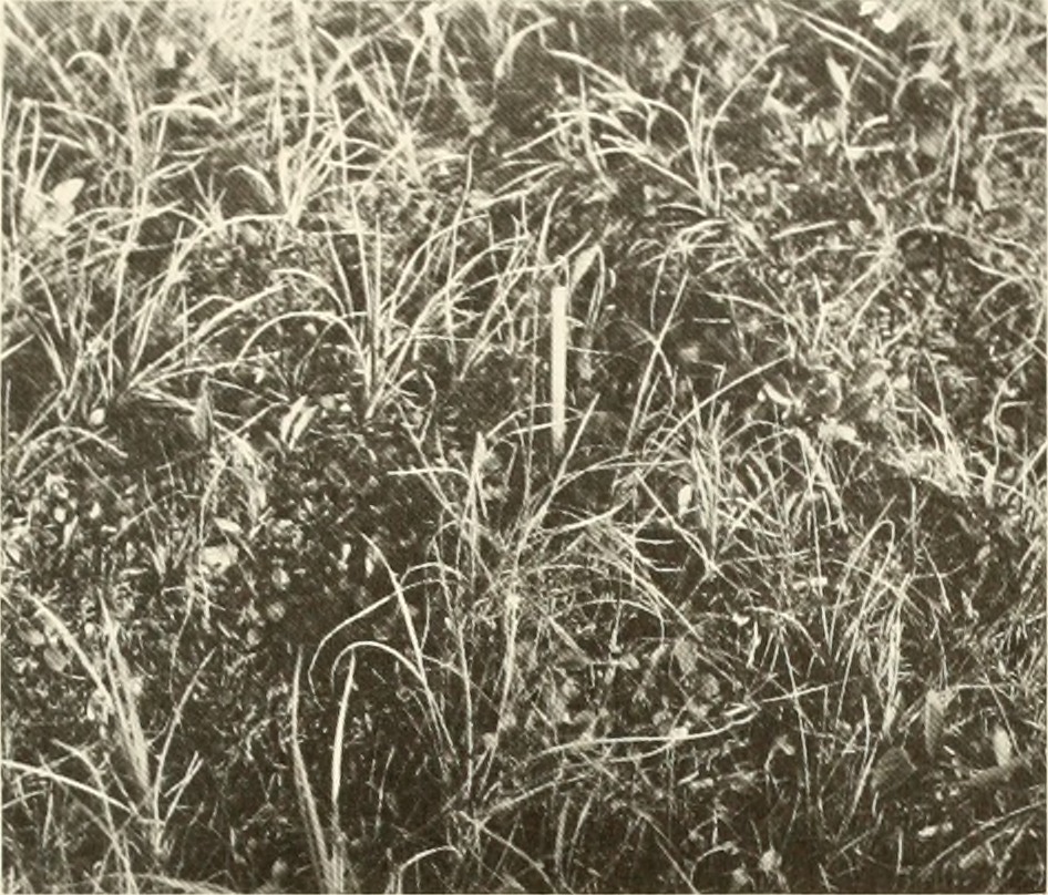 Tundra landscape in Prudhoe Bay region, Alaska — representative permafrost terrain